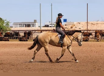 American Quarter Horse, Castrone, 5 Anni, 157 cm, Pelle di daino