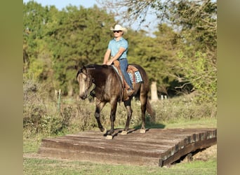 American Quarter Horse, Castrone, 5 Anni, 157 cm, Pelle di daino