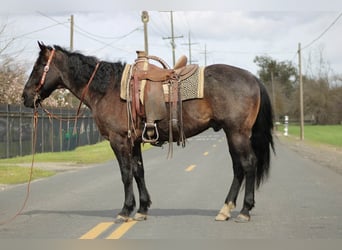 American Quarter Horse, Castrone, 5 Anni, 157 cm, Roano blu