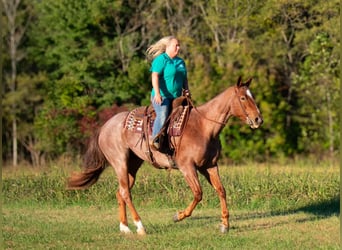 American Quarter Horse, Castrone, 5 Anni, 157 cm, Roano rosso