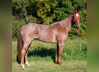 American Quarter Horse, Castrone, 5 Anni, 157 cm, Roano rosso