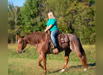 American Quarter Horse, Castrone, 5 Anni, 157 cm, Roano rosso