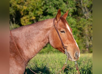 American Quarter Horse, Castrone, 5 Anni, 157 cm, Roano rosso