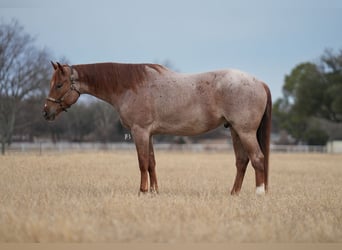 American Quarter Horse, Castrone, 5 Anni, 157 cm, Roano rosso