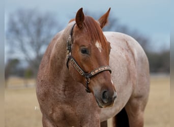American Quarter Horse, Castrone, 5 Anni, 157 cm, Roano rosso