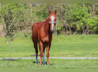 American Quarter Horse, Castrone, 5 Anni, 157 cm, Sauro ciliegia