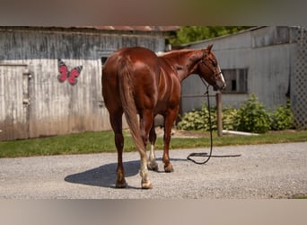 American Quarter Horse, Castrone, 5 Anni, 157 cm, Sauro ciliegia