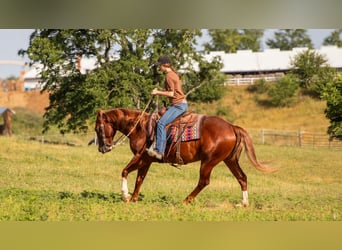 American Quarter Horse, Castrone, 5 Anni, 157 cm, Sauro ciliegia