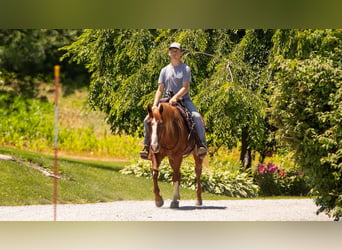 American Quarter Horse, Castrone, 5 Anni, 157 cm, Sauro ciliegia