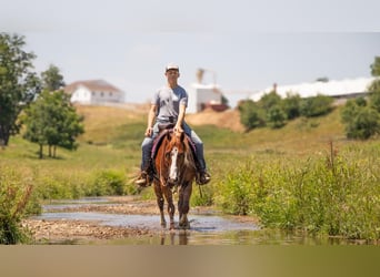 American Quarter Horse, Castrone, 5 Anni, 157 cm, Sauro ciliegia