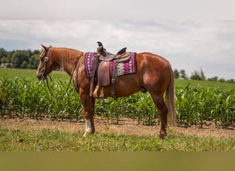 American Quarter Horse, Castrone, 5 Anni, 157 cm, Sauro ciliegia