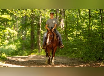 American Quarter Horse, Castrone, 5 Anni, 157 cm, Sauro ciliegia