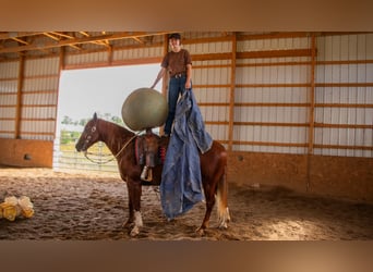 American Quarter Horse, Castrone, 5 Anni, 157 cm, Sauro ciliegia