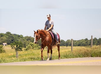 American Quarter Horse, Castrone, 5 Anni, 157 cm, Sauro ciliegia