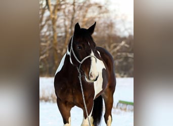 American Quarter Horse, Castrone, 5 Anni, 157 cm, Tobiano-tutti i colori