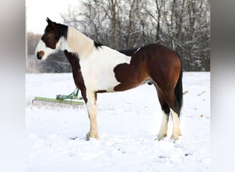 American Quarter Horse, Castrone, 5 Anni, 157 cm, Tobiano-tutti i colori