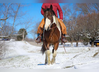 American Quarter Horse, Castrone, 5 Anni, 157 cm, Tobiano-tutti i colori