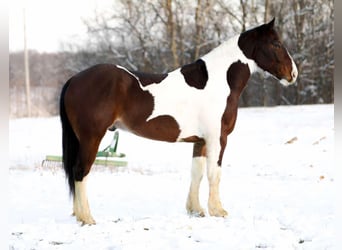 American Quarter Horse, Castrone, 5 Anni, 157 cm, Tobiano-tutti i colori