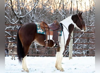 American Quarter Horse, Castrone, 5 Anni, 157 cm, Tobiano-tutti i colori