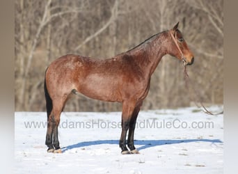 American Quarter Horse, Castrone, 5 Anni, 160 cm, Baio roano