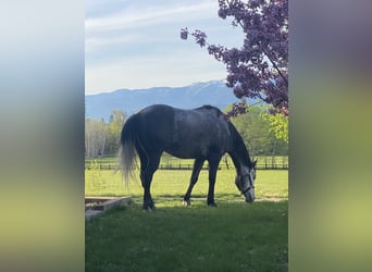 American Quarter Horse, Castrone, 5 Anni, 160 cm, Grigio