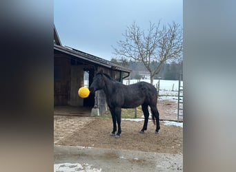 American Quarter Horse, Castrone, 5 Anni, 160 cm, Leardo
