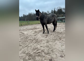 American Quarter Horse, Castrone, 5 Anni, 160 cm, Leardo