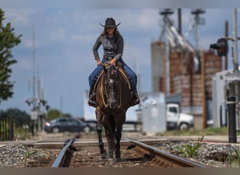 American Quarter Horse, Castrone, 5 Anni, 160 cm, Morello