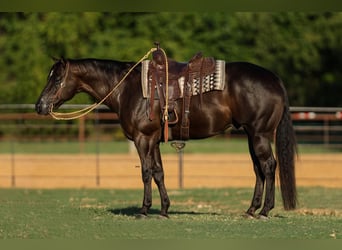 American Quarter Horse, Castrone, 5 Anni, 160 cm, Morello