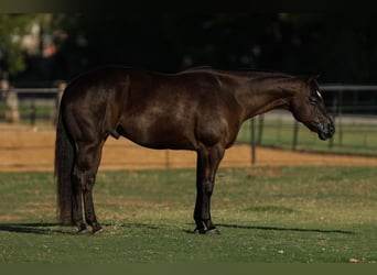 American Quarter Horse, Castrone, 5 Anni, 160 cm, Morello