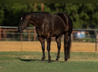 American Quarter Horse, Castrone, 5 Anni, 160 cm, Morello