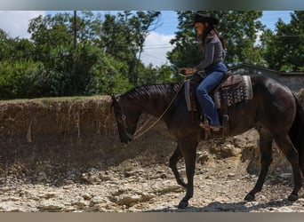 American Quarter Horse, Castrone, 5 Anni, 160 cm, Morello