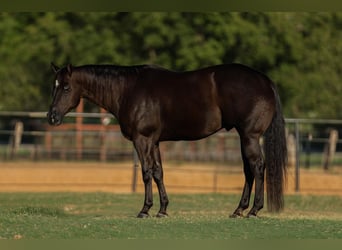 American Quarter Horse, Castrone, 5 Anni, 160 cm, Morello