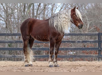 American Quarter Horse Mix, Castrone, 5 Anni, 160 cm, Palomino