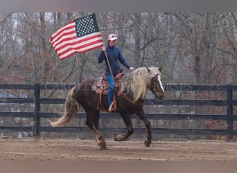 American Quarter Horse Mix, Castrone, 5 Anni, 160 cm, Palomino