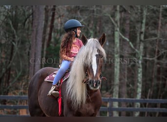 American Quarter Horse Mix, Castrone, 5 Anni, 160 cm, Palomino