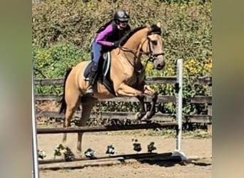 American Quarter Horse, Castrone, 5 Anni, 160 cm, Pelle di daino