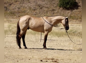 American Quarter Horse, Castrone, 5 Anni, 160 cm, Pelle di daino