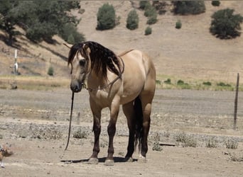 American Quarter Horse, Castrone, 5 Anni, 160 cm, Pelle di daino