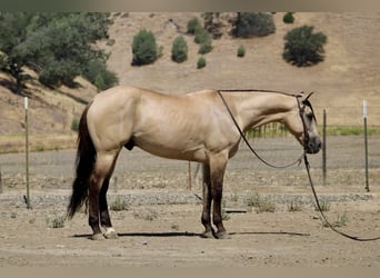 American Quarter Horse, Castrone, 5 Anni, 160 cm, Pelle di daino
