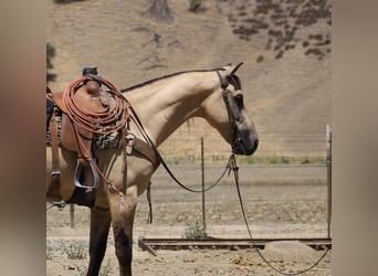 American Quarter Horse, Castrone, 5 Anni, 160 cm, Pelle di daino