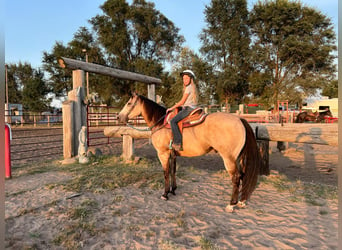 American Quarter Horse, Castrone, 5 Anni, 160 cm, Pelle di daino