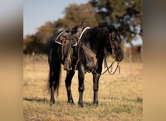 American Quarter Horse, Castrone, 5 Anni, 160 cm, Roano blu