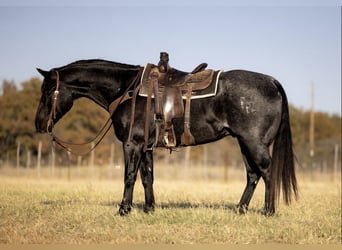 American Quarter Horse, Castrone, 5 Anni, 160 cm, Roano blu