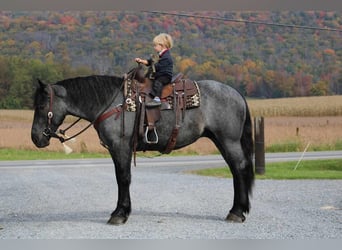 American Quarter Horse Mix, Castrone, 5 Anni, 160 cm, Roano blu