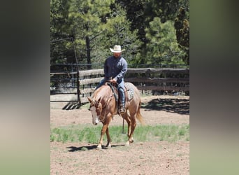 American Quarter Horse, Castrone, 5 Anni, 160 cm, Roano rosso