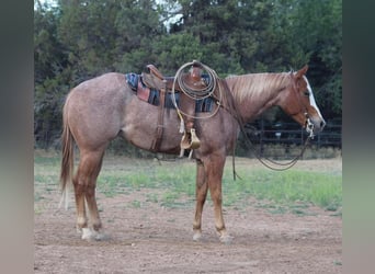 American Quarter Horse, Castrone, 5 Anni, 160 cm, Roano rosso