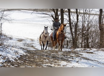 American Quarter Horse, Castrone, 5 Anni, 160 cm, Sauro ciliegia