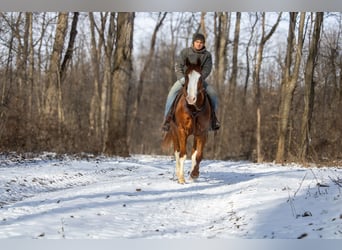 American Quarter Horse, Castrone, 5 Anni, 160 cm, Sauro ciliegia