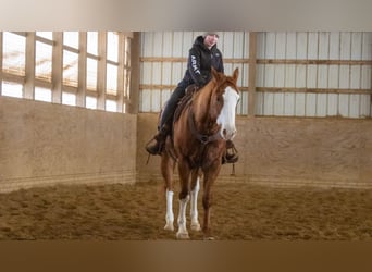 American Quarter Horse, Castrone, 5 Anni, 160 cm, Sauro ciliegia